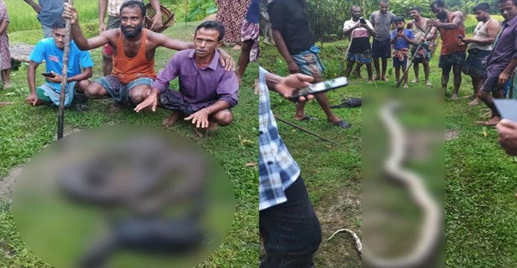 ছাগল খেয়ে ফেলায় অজগরকে পিটিয়ে মারল গ্রামবাসী